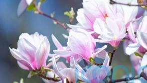 How to choose a gorgeous magnolia for your garden