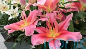 The most beautiful summer bulbs to plant now