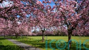 A guide to the best trees for glorious cherry blossom