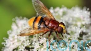 10 things you didn’t know about hoverflies