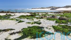 Why you should be using seaweed in your garden