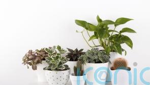 5 of the easiest houseplants to grow