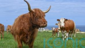 Get back to nature with an authentic farm stay
