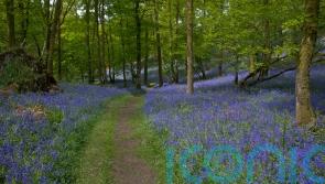 Best places to see bluebells this spring
