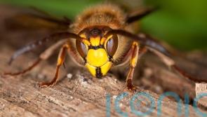 Why you should welcome these scary-looking critters into your garden