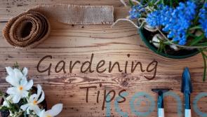 Chelsea designers offer gardening hacks for beginners