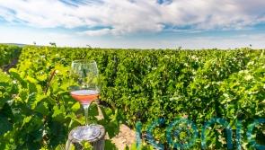 5 planet-friendly wines to raise a glass to Earth Day