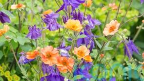 Best spring-to-summer plants to fill the colour gaps