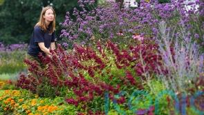 Top scented plants for your garden, from a Kew expert