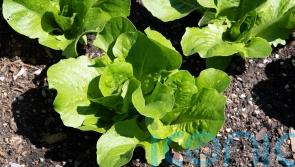 What’s in season this May and how to cook it