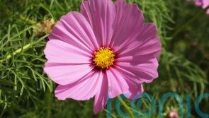 Which new plants will we be seeing at the RHS Chelsea Flower Show?