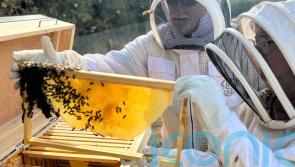 How to become a beekeeper