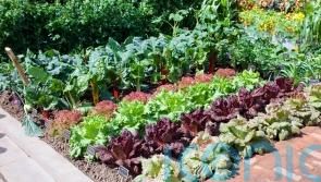 Fruit and vegetables you should be planting from June onwards