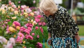How sustainability is transforming the look of RHS Chelsea Flower Show