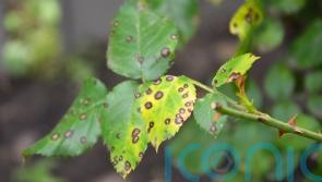 How to treat black spot on your roses