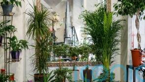 How to create an indoor plantscape to rival an outdoor show garden