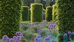 How to shape your evergreens into balls, birds and cones