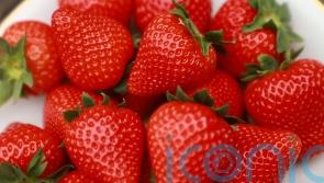 How to grow a bumper crop of strawberries to rival Wimbledon