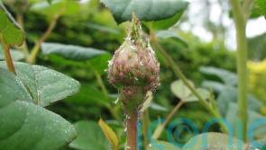 Why are our gardens being invaded by aphids?