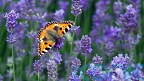 Five butterflies you’ll be lucky to see during Big Butterfly Count