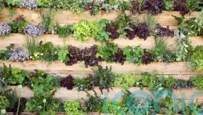 Give yourself more green space with vertical gardening