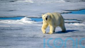 Is there more to the Arctic than searching for polar bears?