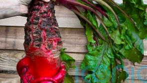 What is a mangelwurzel, the viral vegetable sensation?