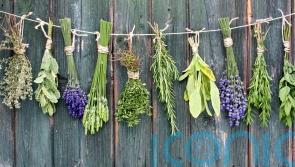 Tips on harvesting and saving your home-grown herbs