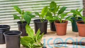 On a budget? Increase your plant stock for free