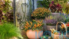 How to create glorious autumn containers