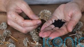 Which seeds should you be collecting and why?