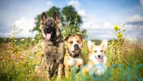 How to keep dogs safe in hot weather