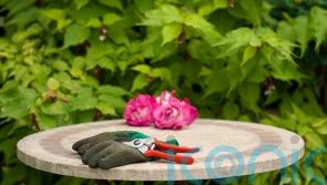 How to get your garden ready for autumn