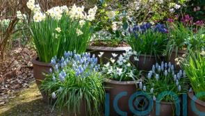 Top bulbs to plant in autumn for spring colour