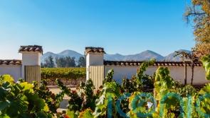 6 scintillating South American wines