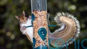 How to stop squirrels from eating your garden bird food
