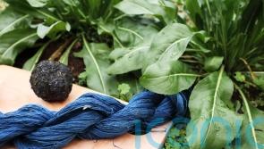 Plants to grow for dyeing your clothes