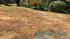How to revive your lawn in autumn