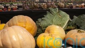 Giant veg record-breakers reveal their secrets of success