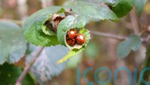 Why are we still seeing so many ladybirds?