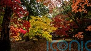 11 top arboretums to visit this autumn