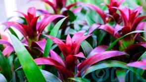 Houseplant trends for autumn