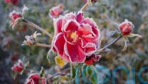 How can you tell if your prized plants have been caught by frost?