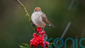 Berries which will make your garden a magnet for birds