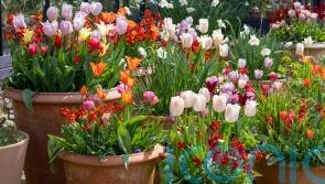 Ideas for glorious tulip combinations in pots