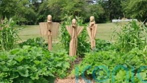 What is the ‘three sisters’ growing method and does it work?