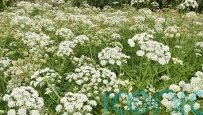 The deadly plants gardeners and foragers should know about