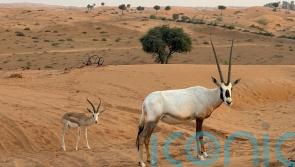 Untamed nature and mountain highs in the UAE’s wildest emirate, Ras Al Khaimah