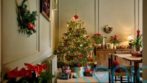 Real Christmas trees for the budget-conscious