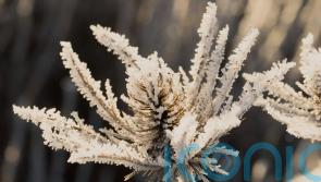 How to create the perfect winter garden